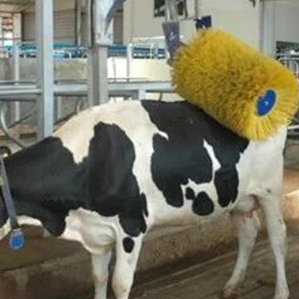 spazzola per graffiare il corpo del bestiame